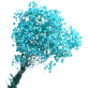 Blue Baby Breath | Dried Flower Wholesale 